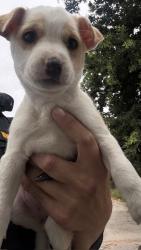 Shelter Stray Female Dog last seen Near BLK QUINCY ST, BAKERSFIELD, CA, Bakersfield, CA 93307