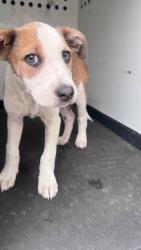 Shelter Stray Male Dog last seen Near BLK QUINCY ST, BAKERSFIELD, CA, Bakersfield, CA 93307