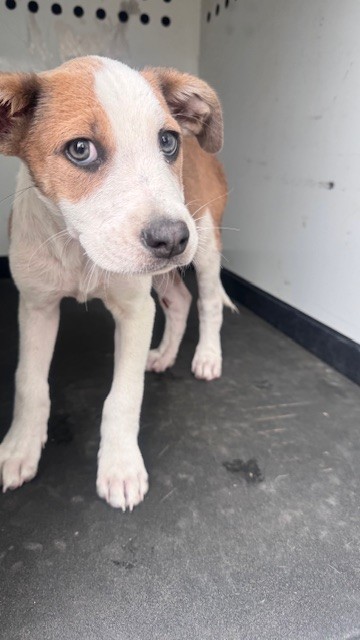Shelter Stray Male Dog last seen Near BLK QUINCY ST, BAKERSFIELD, CA, Bakersfield, CA 93307