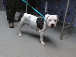 Shelter Stray Female Dog last seen Near BLOCK INDIAN SCHOOL NW, Albuquerque, NM 87121