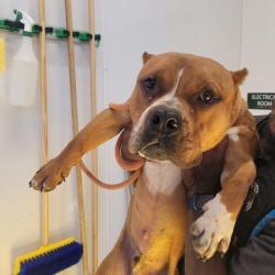 Shelter Stray Male Dog last seen Near BLOCK NORTHLAWN ST, DETROIT MI 48204, Detroit, MI 48211
