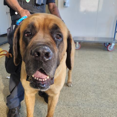 Shelter Stray Male Dog last seen Near BLOCK S BEATRICE ST, DETROIT MI 48217, Detroit, MI 48211