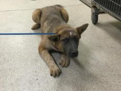 Shelter Stray Female Dog last seen Near BLOCK SANTA ROSA MINE RD, PERRIS, CA, Jurupa Valley, CA 92509