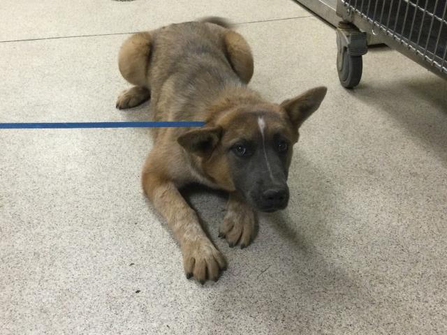 Shelter Stray Female Dog last seen Near BLOCK SANTA ROSA MINE RD, PERRIS, CA, Jurupa Valley, CA 92509