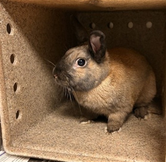 Shelter Stray Male Other last seen Near BLOCK CRESTMORE ROAD, JV, CA, Jurupa Valley, CA 92509