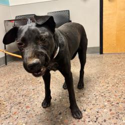 Shelter Stray Female Dog last seen 235TH AVE & MONTGOMERY ROAD, Phoenix, AZ 85008