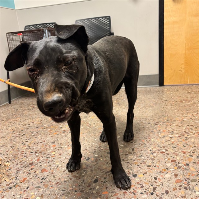 Shelter Stray Female Dog last seen 235TH AVE & MONTGOMERY ROAD, Phoenix, AZ 85008