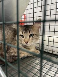 Shelter Stray Unknown Cat last seen DEEP GREEN DR, Shelby, NC 28150