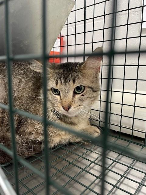 Shelter Stray Unknown Cat last seen DEEP GREEN DR, Shelby, NC 28150