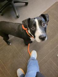 Shelter Stray Male Dog last seen Near BLOCK S 3680 W, WEST VALLEY CITY UT 84120, Salt Lake City, UT 84120