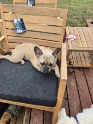 Reunited Female Dog last seen 10498-10488 S Luther Rd, Newalla, OK 74857, Oklahoma City, OK 74857