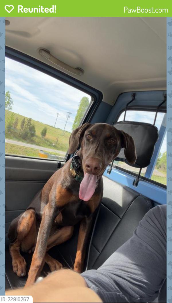 Reunited Female Dog last seen 4 mile & short road, Racine, WI 53402