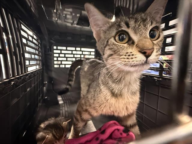 Shelter Stray Female Cat last seen CHARLOTTE, Charlotte, NC 28217