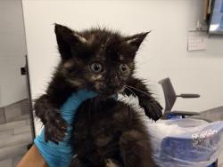 Shelter Stray Female Cat last seen CHARLOTTE, 8315 Byrum Dr, Charlotte, NC 28217, USA