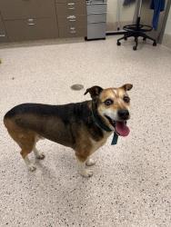 Shelter Stray Male Dog last seen S 4TH AND BUSH, Brighton, CO 80601