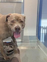 Shelter Stray Female Dog last seen Near , Indianapolis, IN 46221
