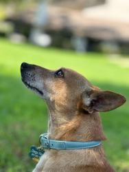 Reunited Male Dog last seen Nohl Ranch and Serrano, Orange, CA 92865