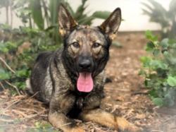 Shelter Stray Female Dog last seen , San Pedro, CA 90731
