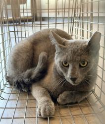 Shelter Stray Male Cat last seen CHARLESTON, CHESAPEAKE, Irvine, CA 92618