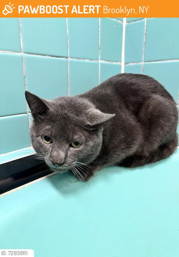 Found/Stray Male Cat last seen 53rd St btw 4th and 5th ave, Brooklyn, NY 11220