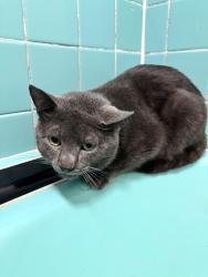 Found/Stray Male Cat last seen 53rd St btw 4th and 5th ave, Brooklyn, NY 11220