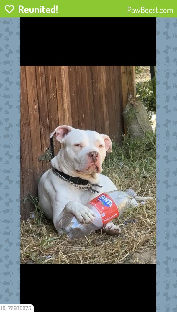 Reunited Male Dog last seen Near Niles St Bakersfield 93306, Bakersfield, CA 93306
