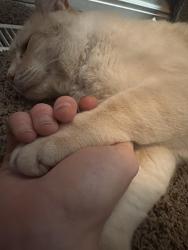 Reunited Male Cat last seen Benson creek, Roy, UT 84067