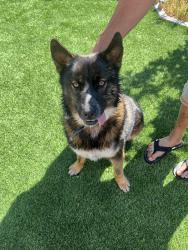 Found/Stray Male Dog last seen El Evado and Tawny Ridge , Victorville, CA 92394