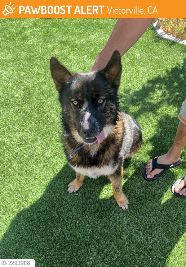 Found/Stray Male Dog last seen El Evado and Tawny Ridge , Victorville, CA 92394