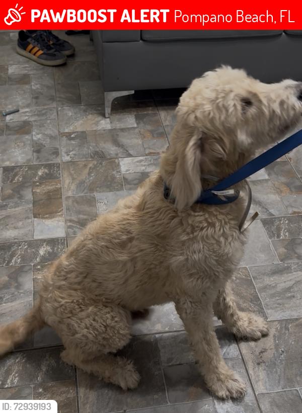 Lost Male Dog last seen Fourth Court Pompano Beach 33069, Pompano Beach, FL 33060