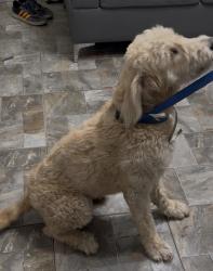 Lost Male Dog last seen Fourth Court Pompano Beach 33069, Pompano Beach, FL 33060