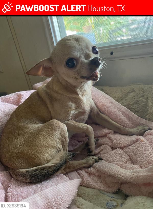 Lost Female Dog last seen Near cliff Tuttle library , Houston, TX 77020