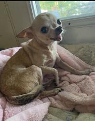 Lost Female Dog last seen Near cliff Tuttle library , Houston, TX 77020
