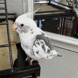 Lost Male Bird last seen Downtown Kissimmee Train  Station , Kissimmee, FL 34741