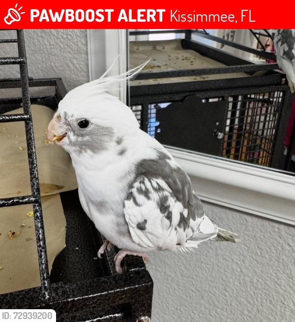 Lost Male Bird last seen Downtown Kissimmee Train  Station , Kissimmee, FL 34741