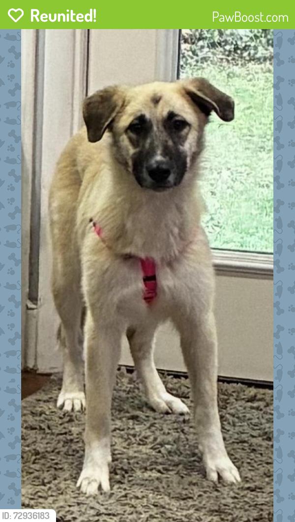 Reunited Female Dog last seen Marilyn Ln, Chapel Hill, NC 27514, USA, Chapel Hill, NC 27514
