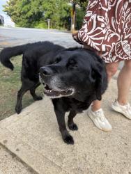 Reunited Unknown Dog last seen Augusta Street, Greenville, SC 29605