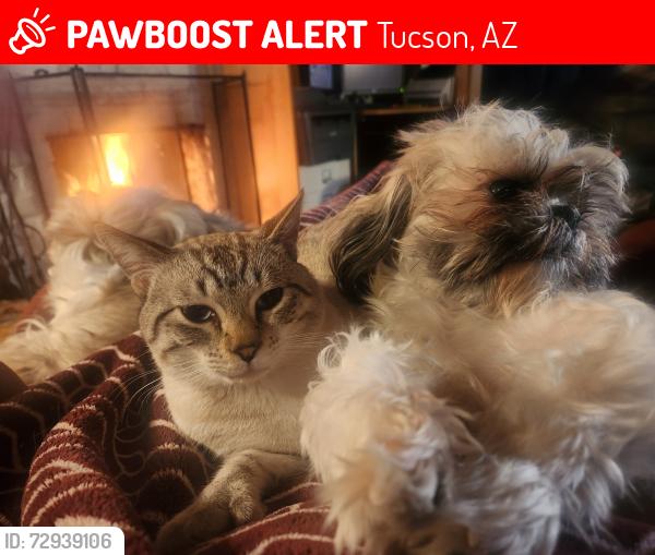 Lost Male Cat last seen Lee and Catalina, Tucson, AZ 85712