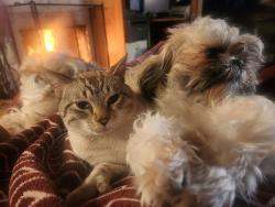 Lost Male Cat last seen Lee and Catalina, Tucson, AZ 85712
