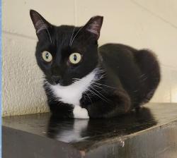 Lost Male Cat last seen By the fromt of the complex, Naples, FL 34104