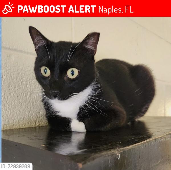 Lost Male Cat last seen By the fromt of the complex, Naples, FL 34104
