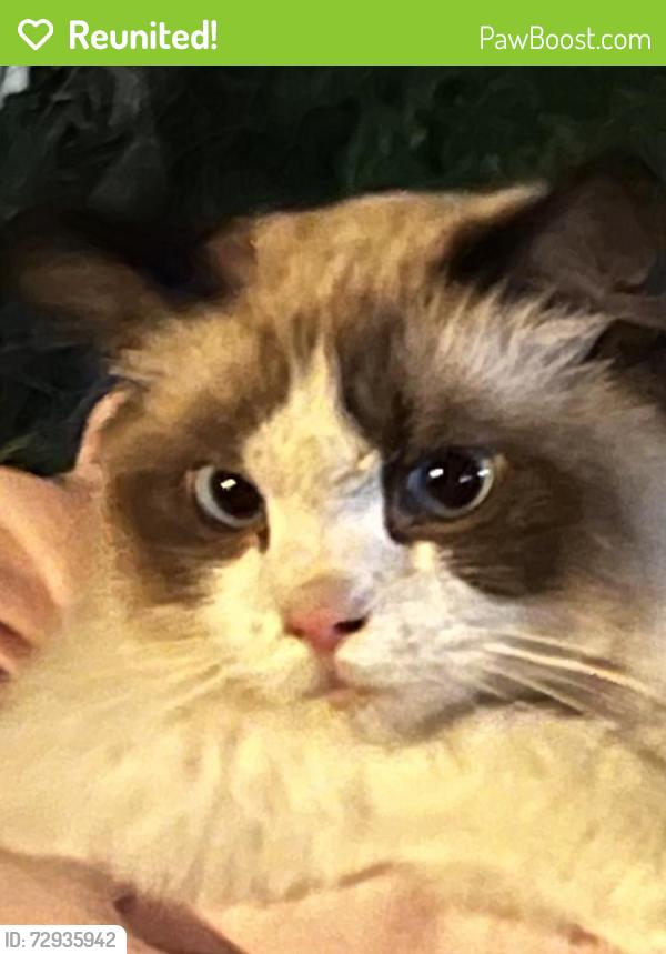 Reunited Unknown Cat last seen SE 139TH & Division, Portland, OR 97236