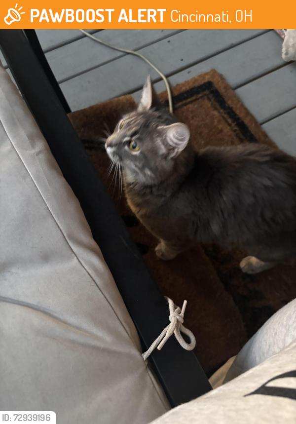 Found/Stray Female Cat last seen Walnut Hills area, Cincinnati, OH 45206