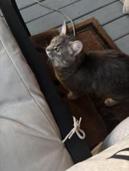 Found/Stray Female Cat last seen Walnut Hills area, Cincinnati, OH 45206