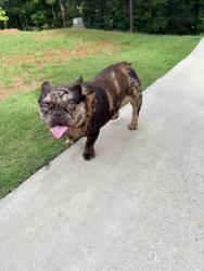 Found/Stray Female Dog last seen Candler Road and Belmont Heights , Gainesville, GA 30507