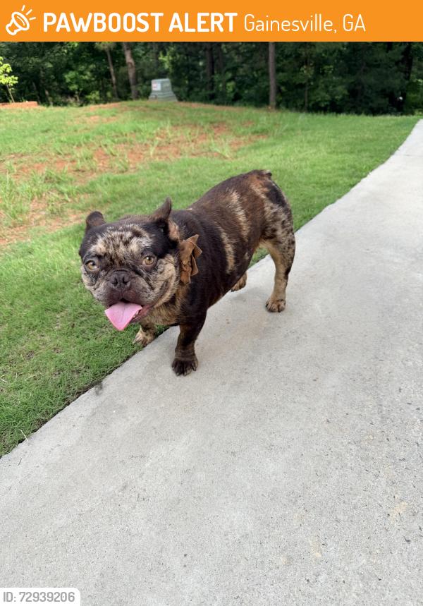 Found/Stray Female Dog last seen Candler Road and Belmont Heights , Gainesville, GA 30507