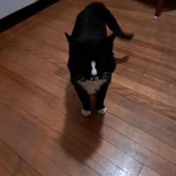 Reunited Male Cat last seen Jay Street , Worcester, MA 01607
