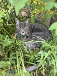 Reunited Male Cat last seen Gushue St, Hayward, CA 94544, USA, Hayward, CA 94544
