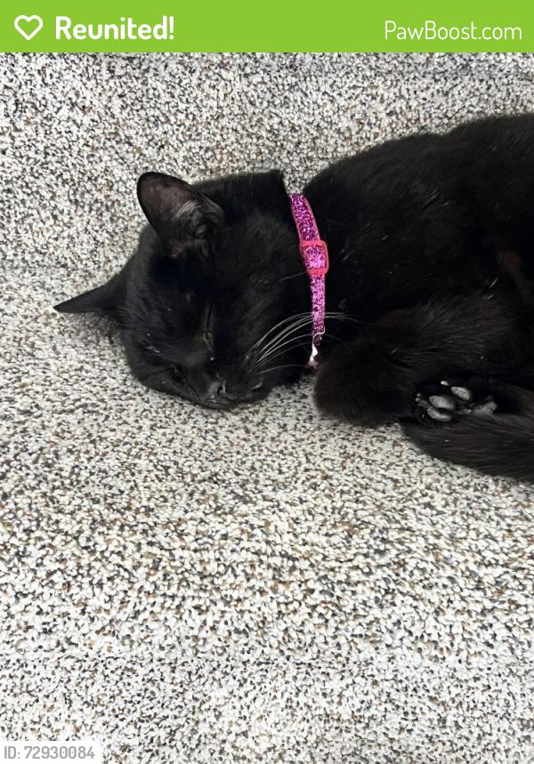 Reunited Female Cat last seen Sandstone Lakes, Fishers, IN 46037