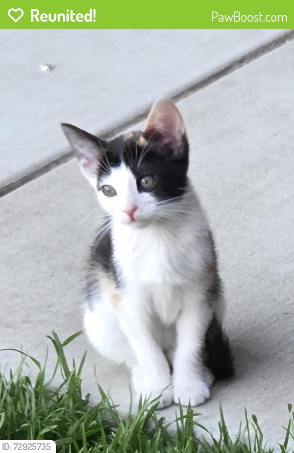 Reunited Female Cat last seen Arguello Dr, Jurupa Valley, CA 91752
